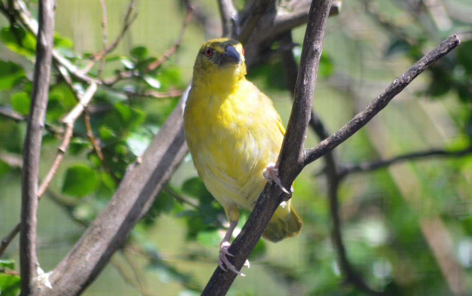 VILLAGE (RUFOUS NECKED) WEAVER
