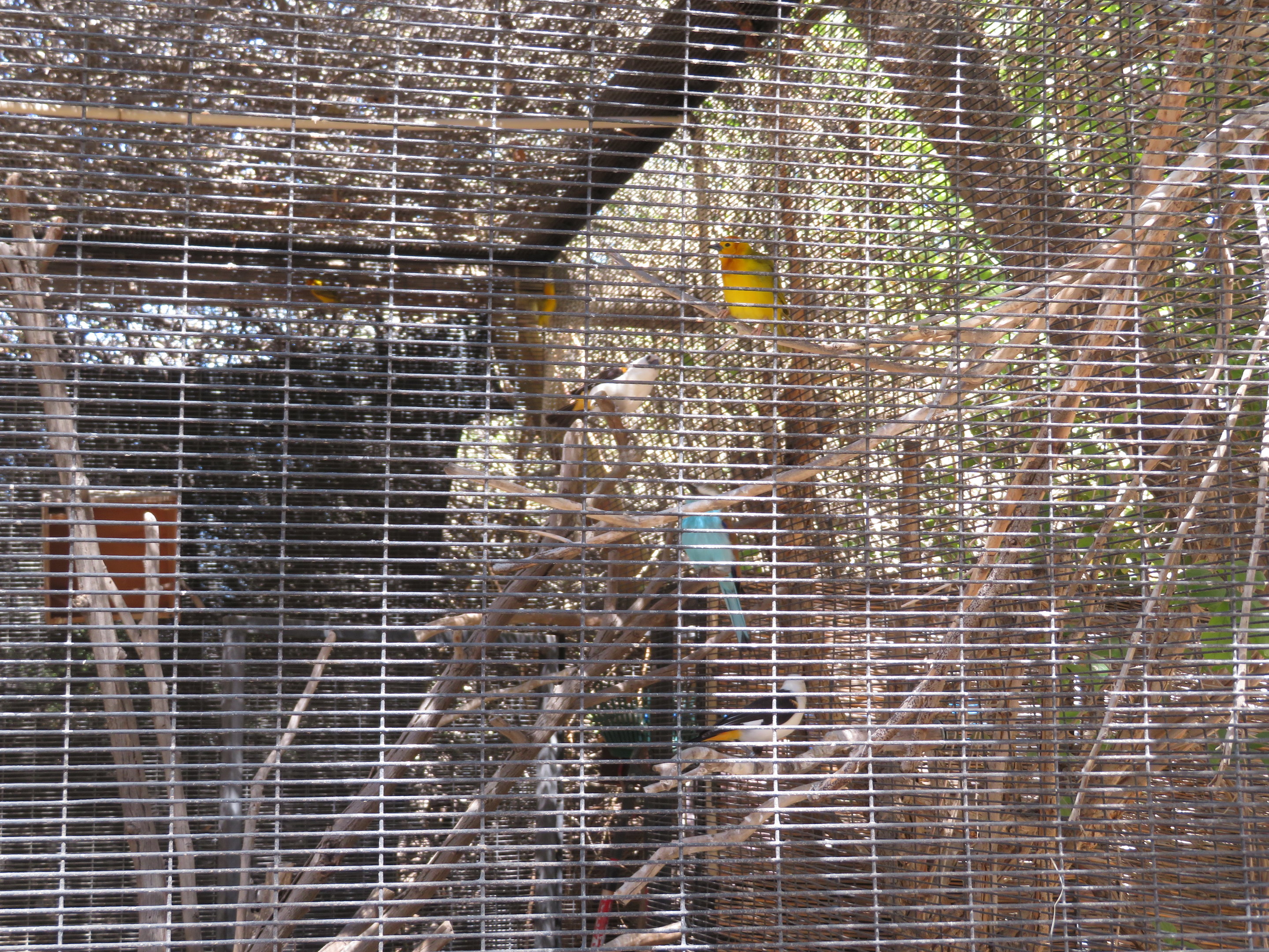 Village Watutu Aviary Birds