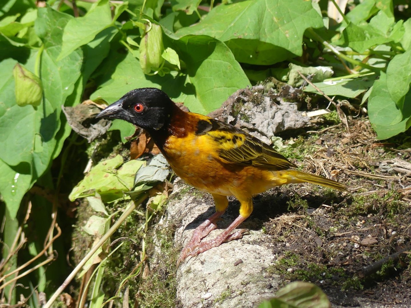 Village Weaver - 11.07.25