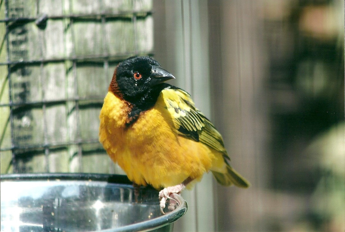 Village Weaver 19th May 2013