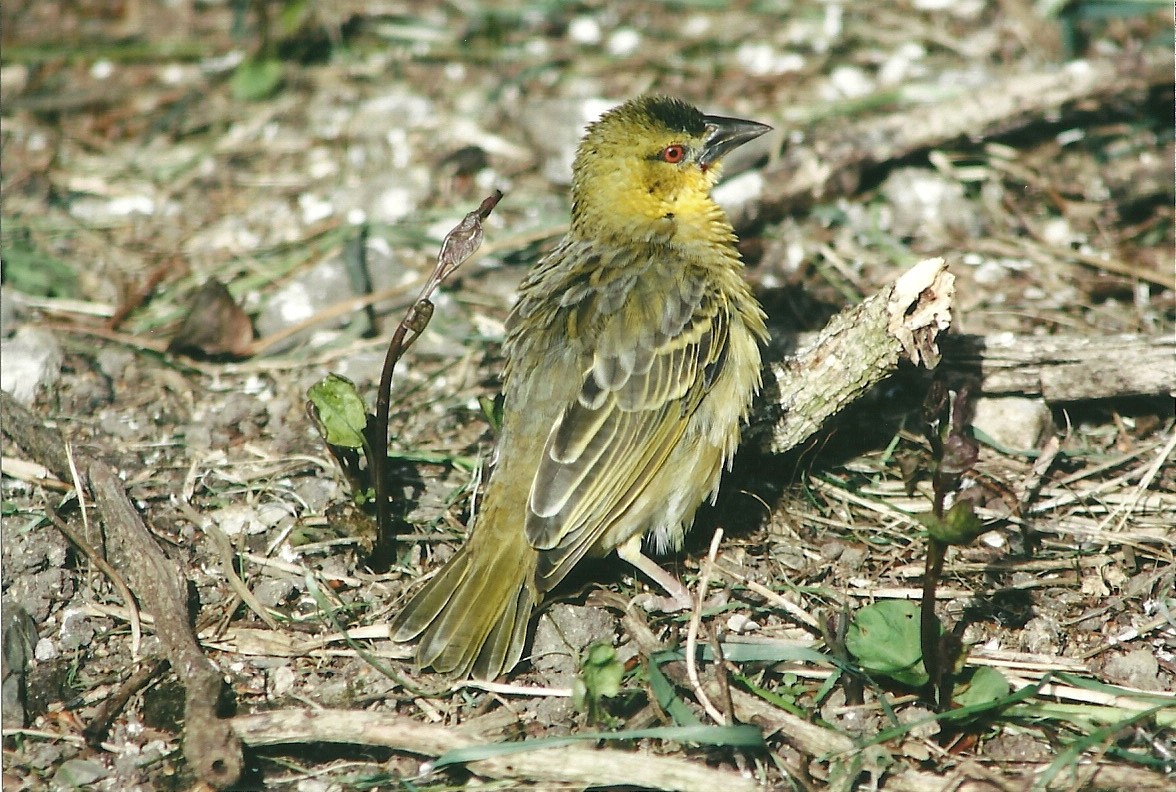 Village Weaver 19th May 2013