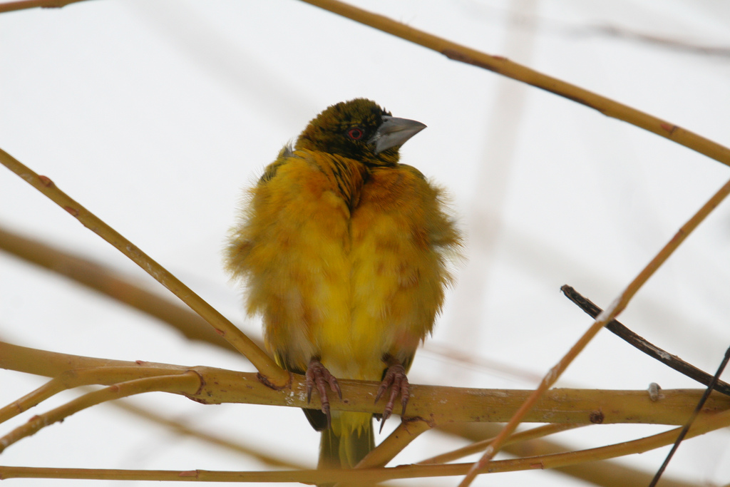 Village Weaver #2
