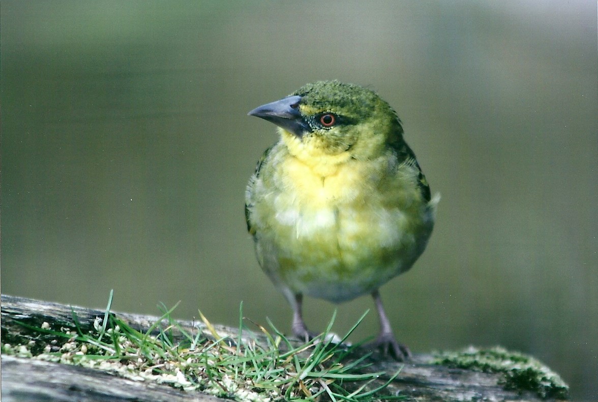 Village Weaver 20th May 2013