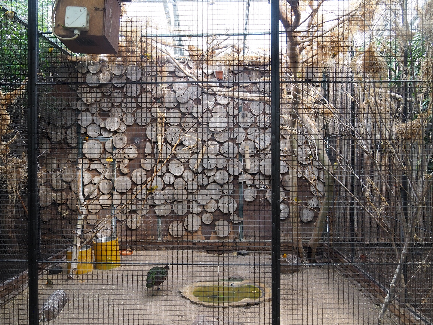 Village weaver and Congo peafowl aviary, 2022-08-28