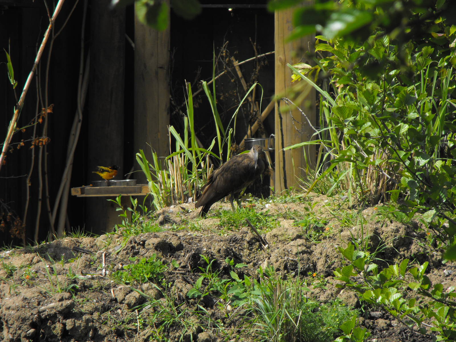 Village Weaver and Hammerkop