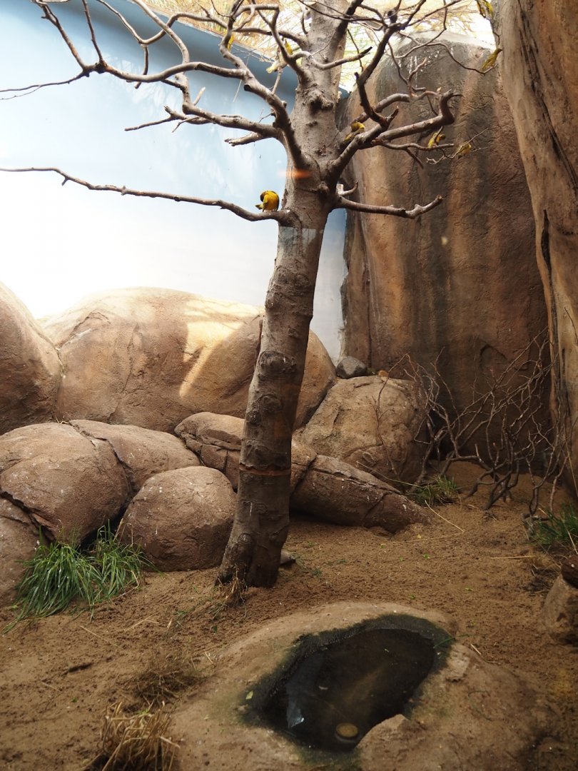 Village weaver and Speckled mousebird exhibit, 2024-06-30