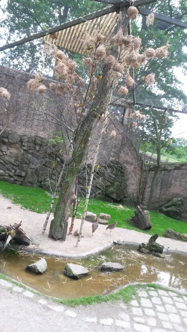 Village weaver and Spotted thick-knee, Naturzoo Rheine
