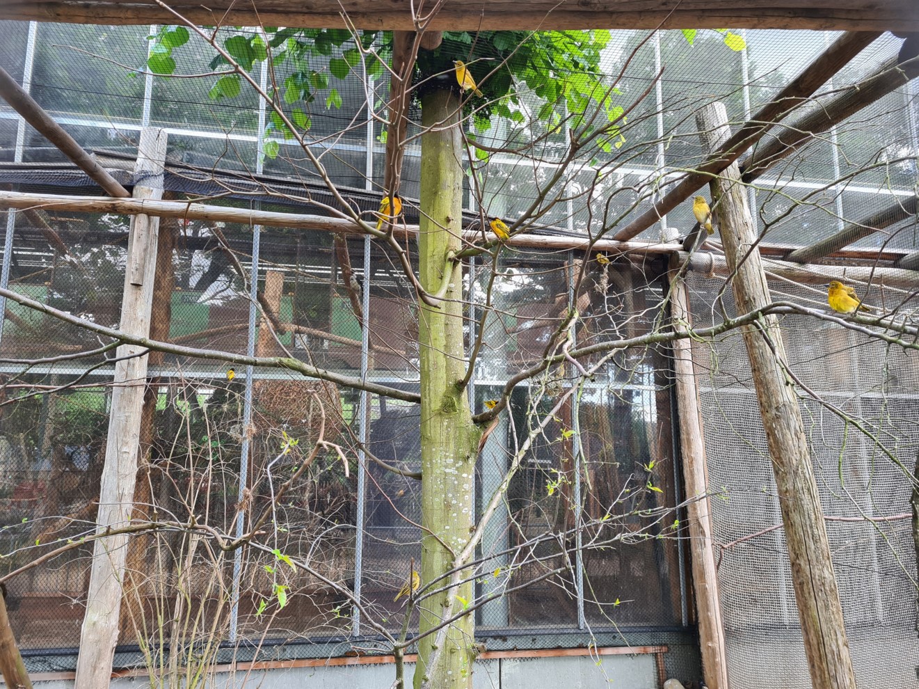 Village weaver and Von Decken's hornbill aviary