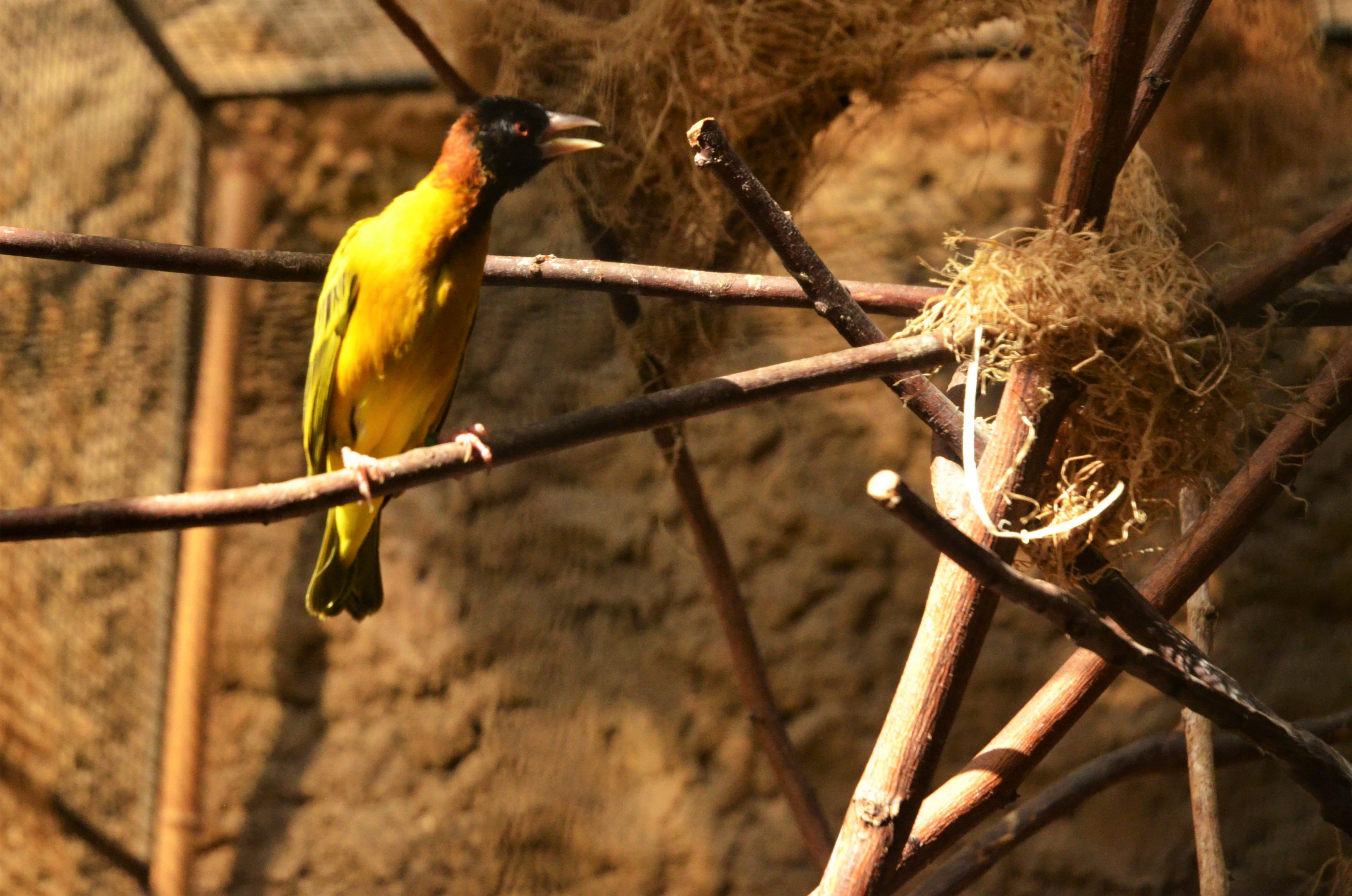 Village Weaver at Duisburg, 17/06/19