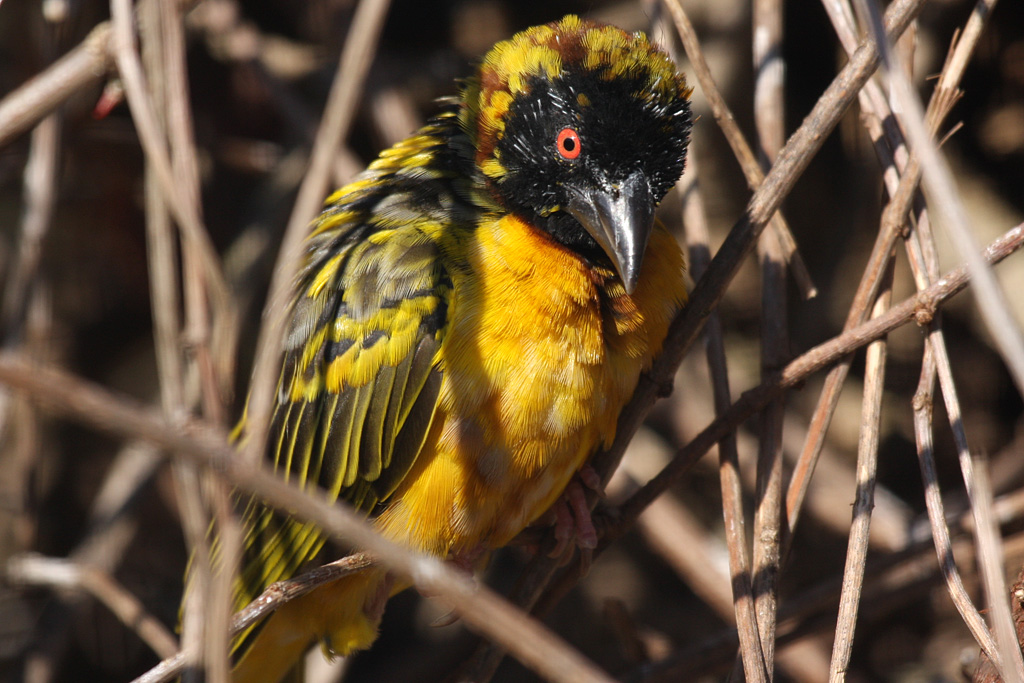 Village Weaver at Welsh Mountain Zoo