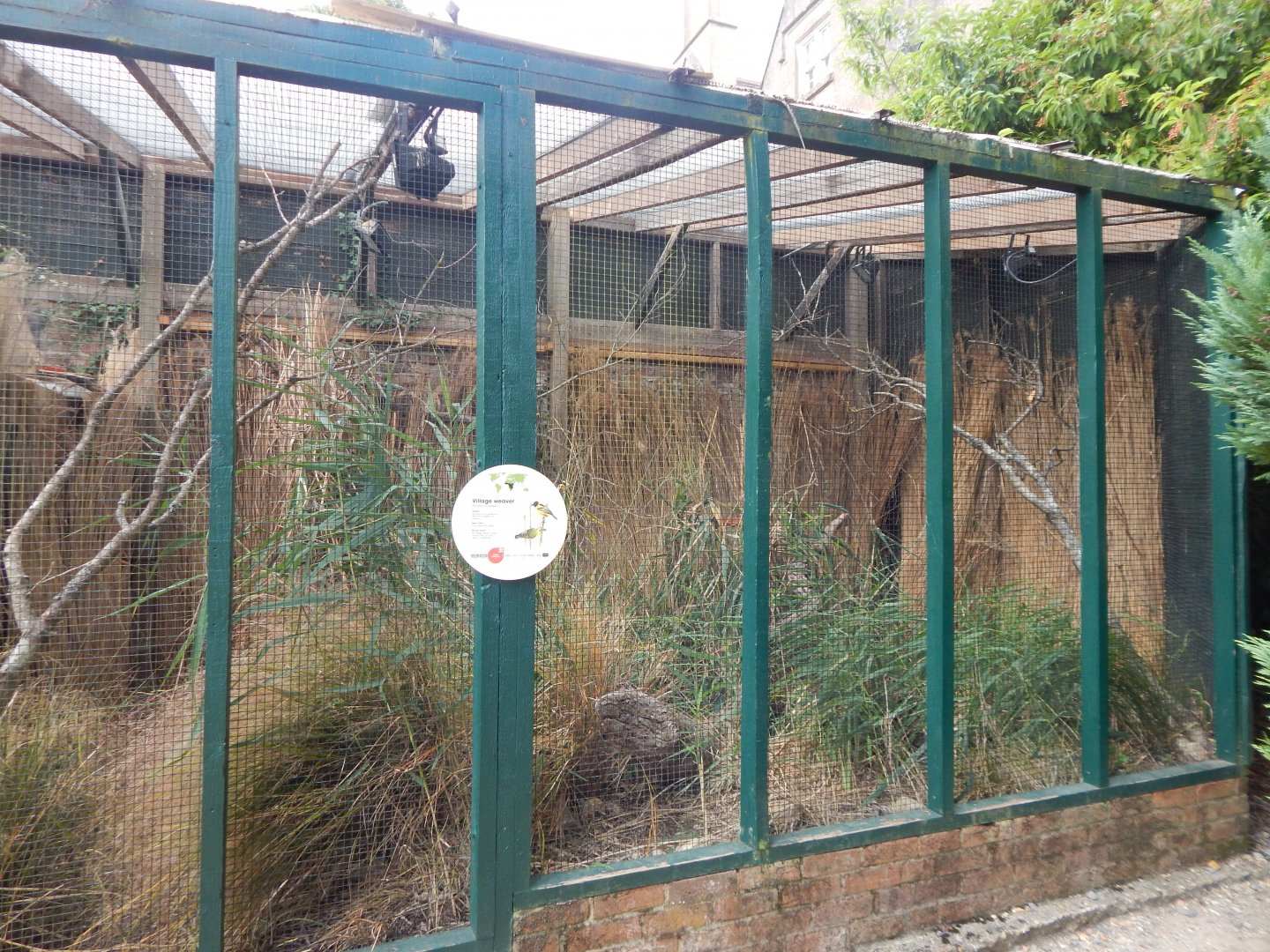 Village weaver aviary 040822