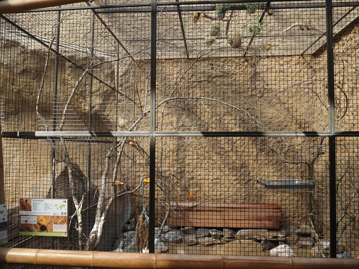 Village weaver aviary in the former giraffe house, 2024-06-08