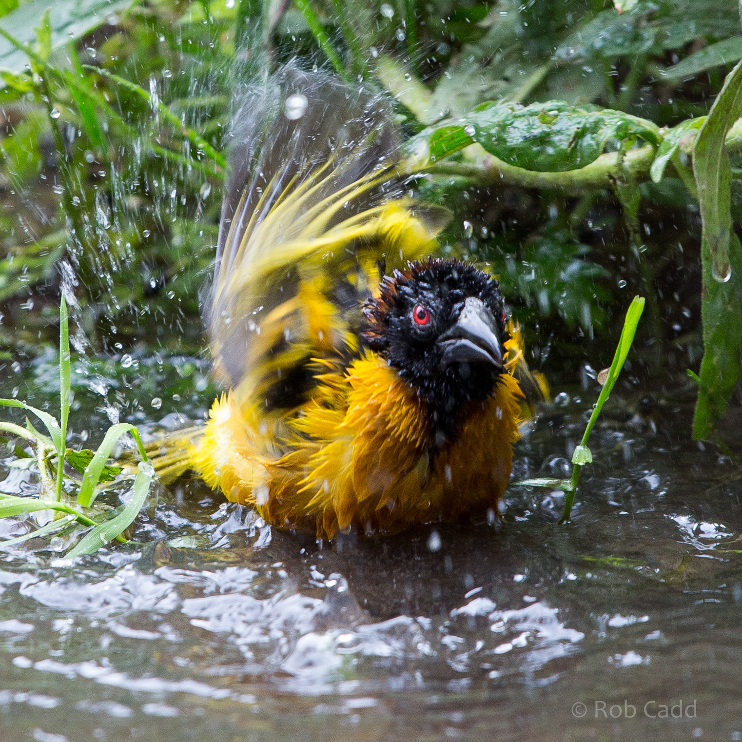 Village weaver bathing : Chester : 16 Jun 2014