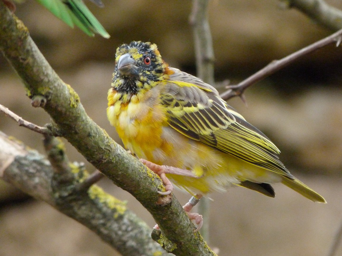 Village weaver -Bioparc de Doué la Fontaine (2025)