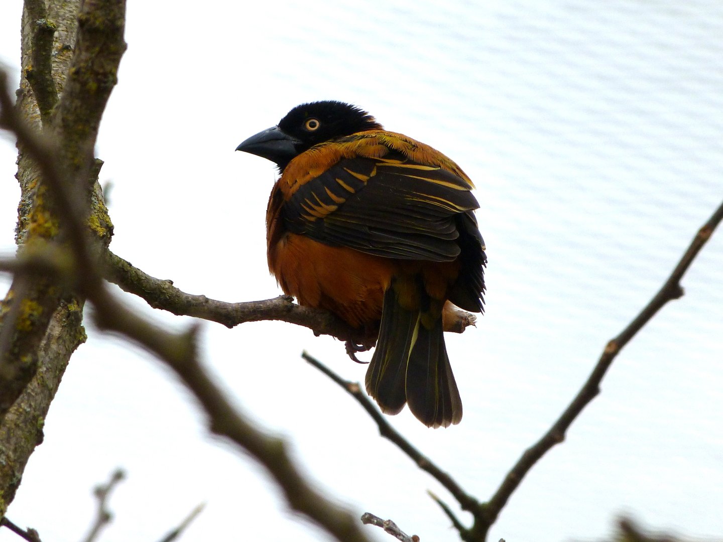 Village weaver -Bioparc de Doué la Fontaine (2025)