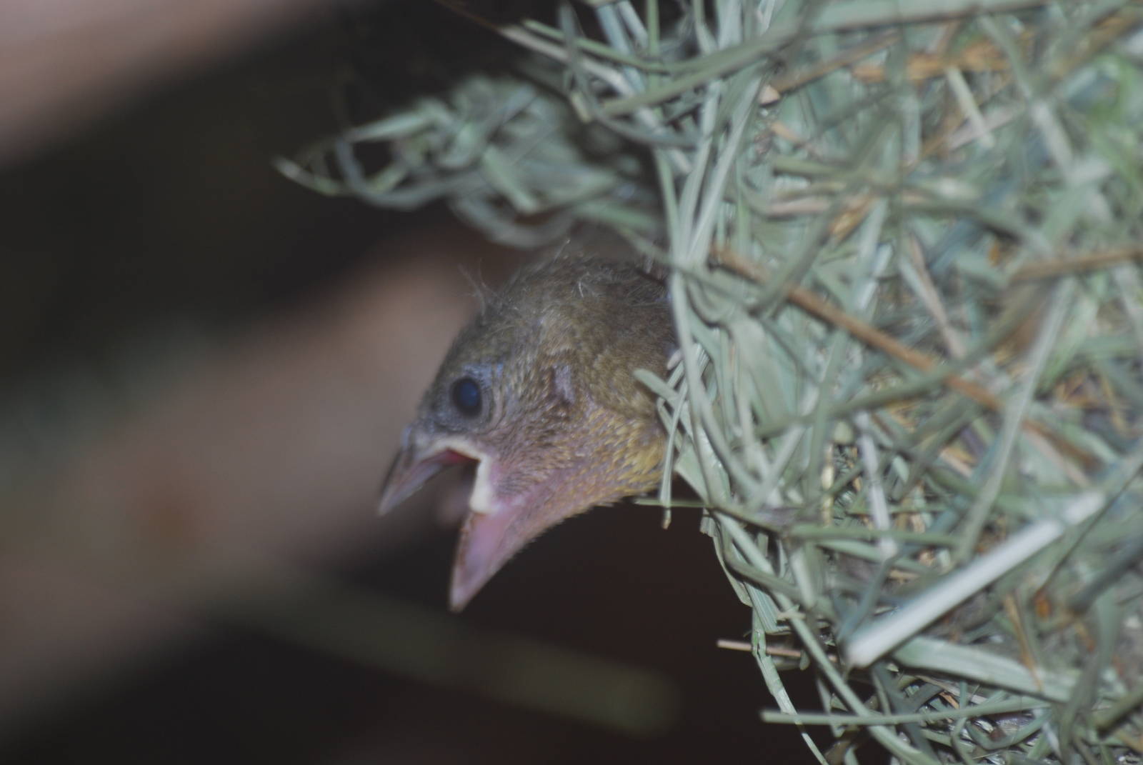 Village weaver bird chick
