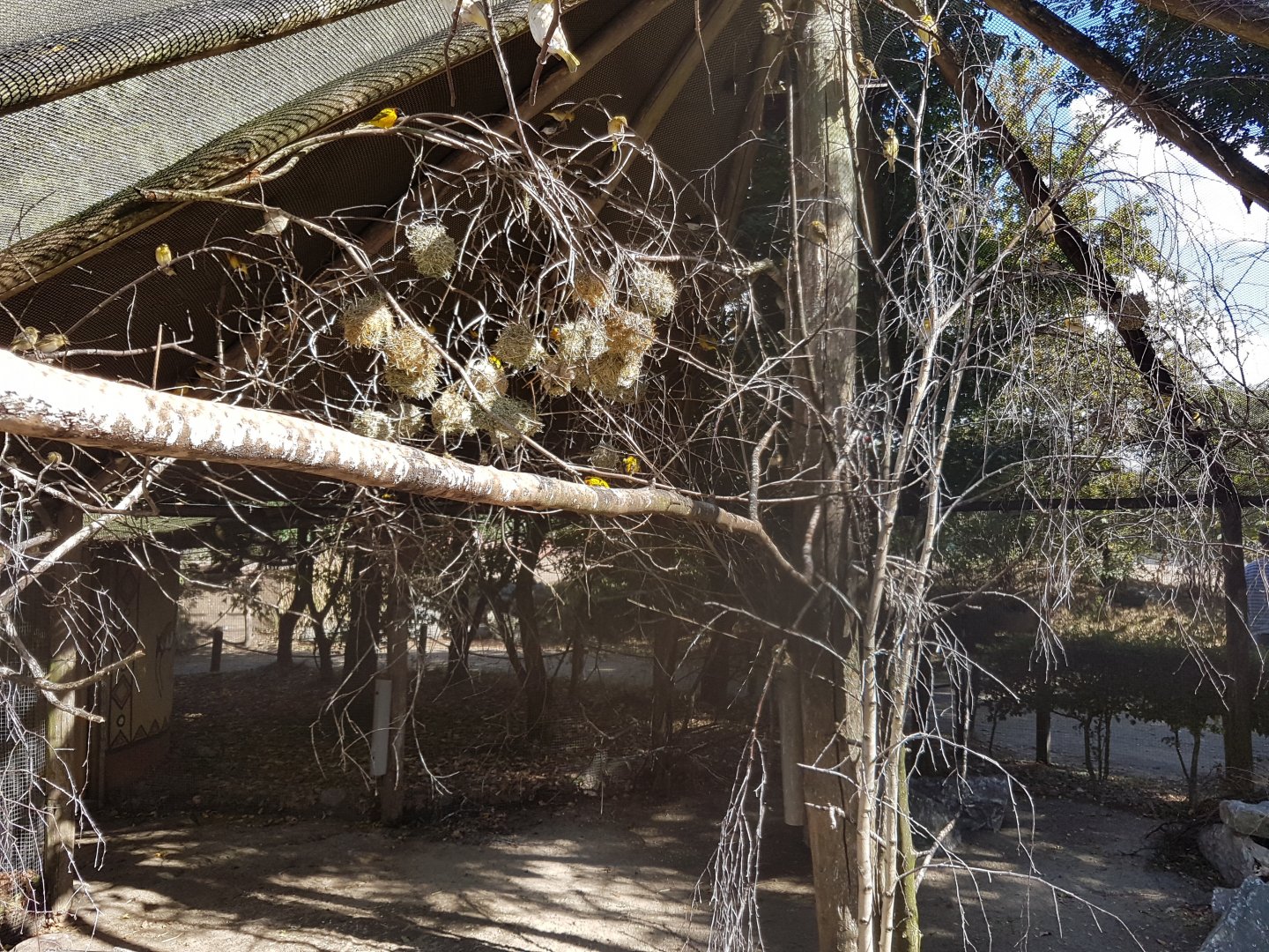 Village weaver breeding-colony