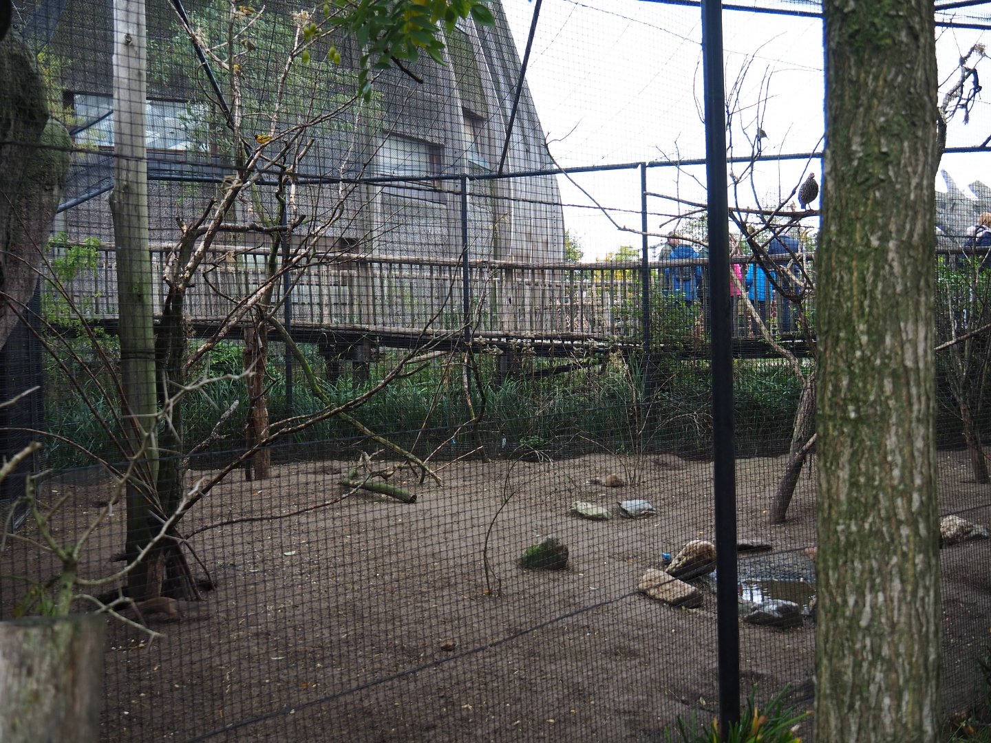 Village weaver, Cape ground squirrel and Green turaco exhibit (Nov 10th, 2018)