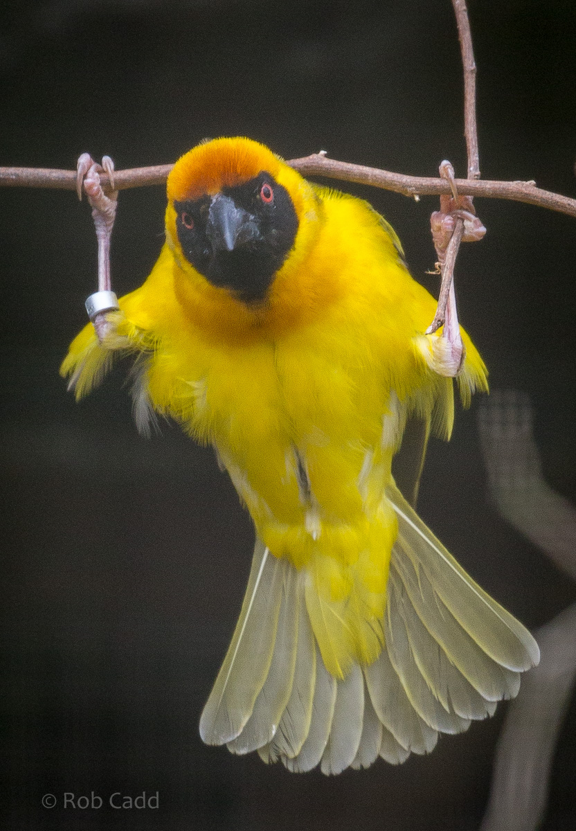 Village weaver : Cotswold WP : 08 Apr 2016