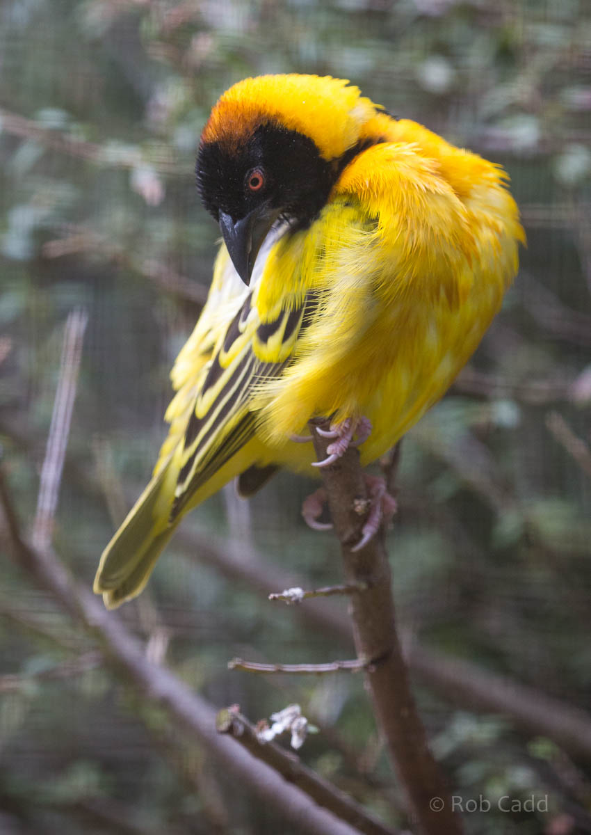 Village weaver : Cotswold WP : 12 Apr 2015