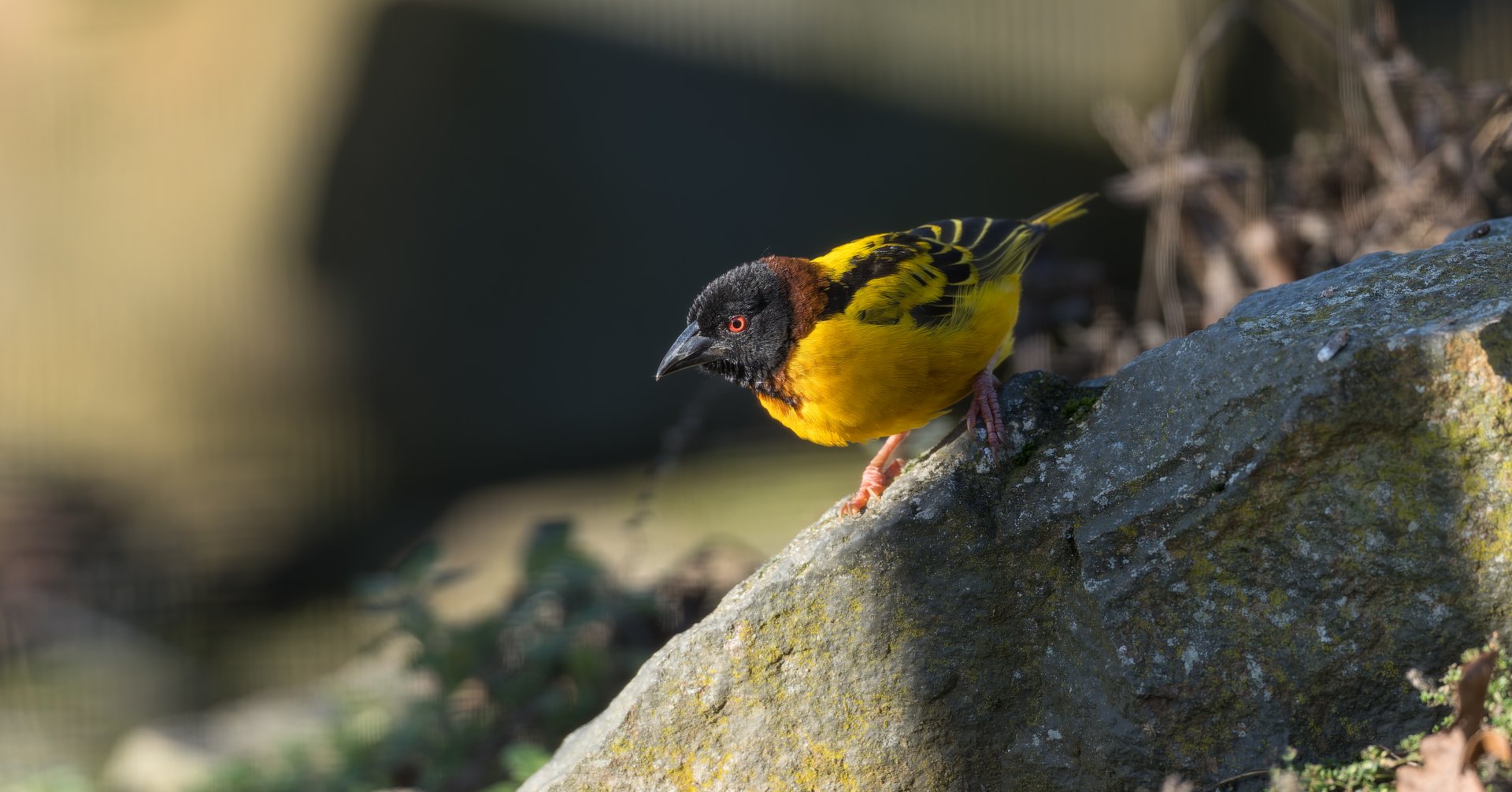 Village weaver, Drayton Manor, UK