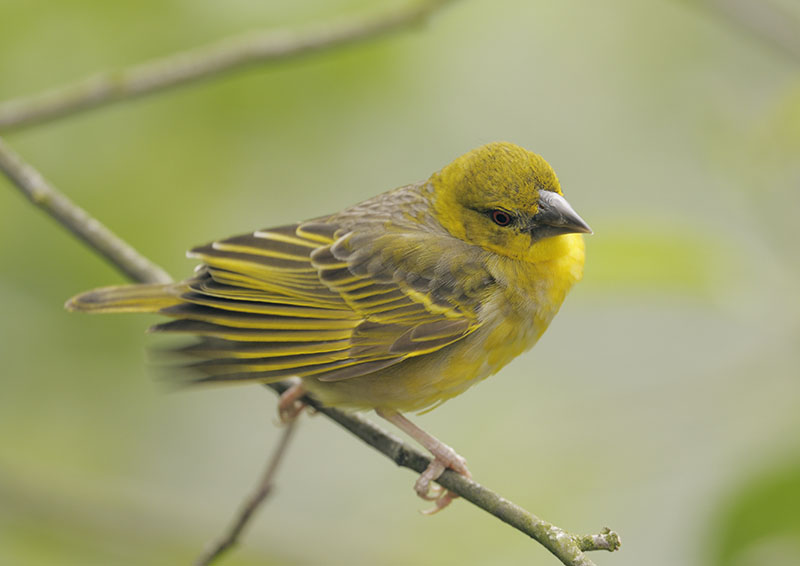 Village weaver female