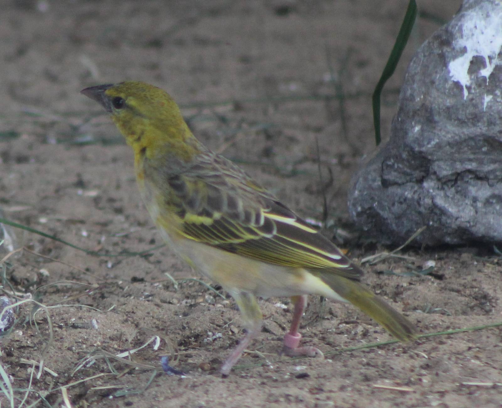 Village weaver female