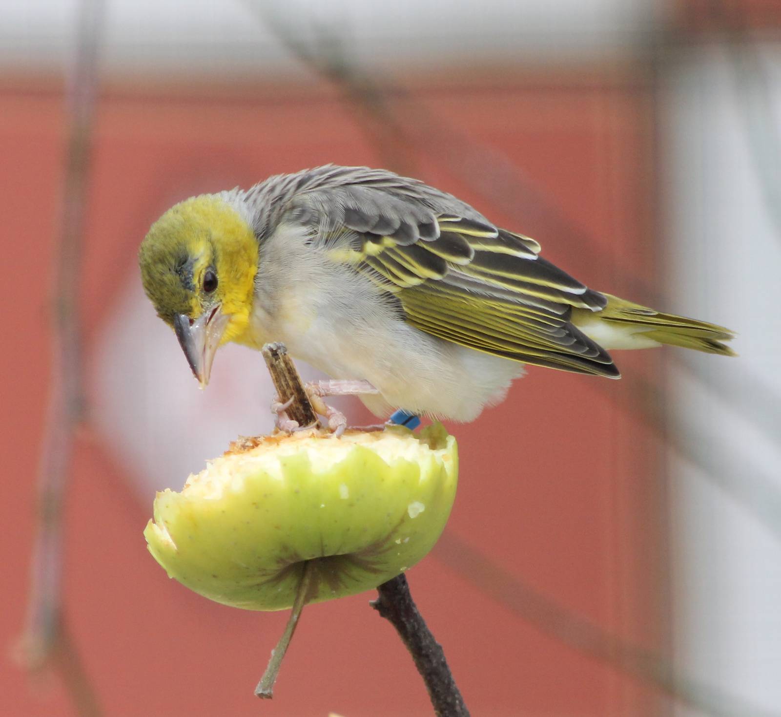 Village weaver female