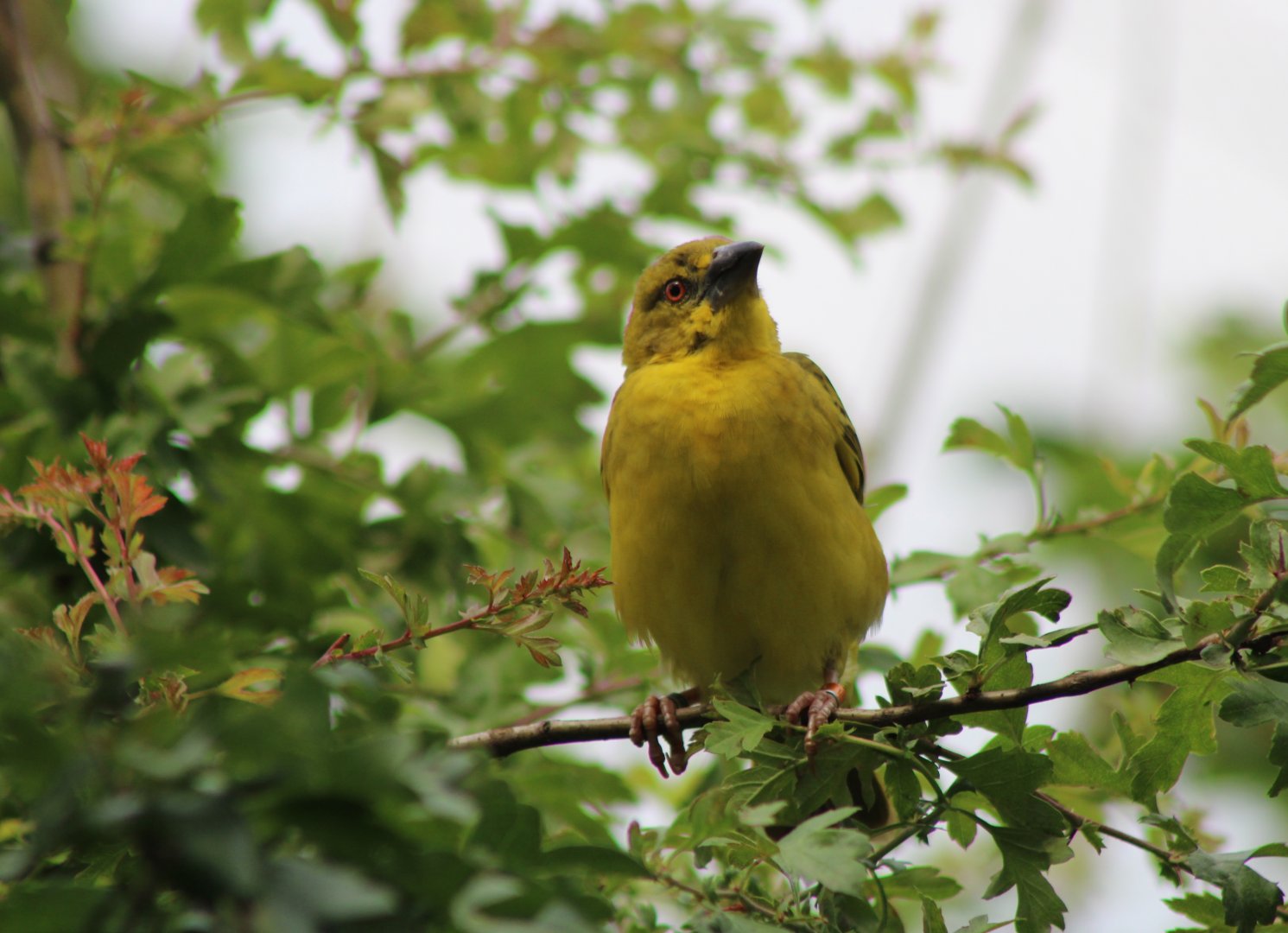 Village weaver - female