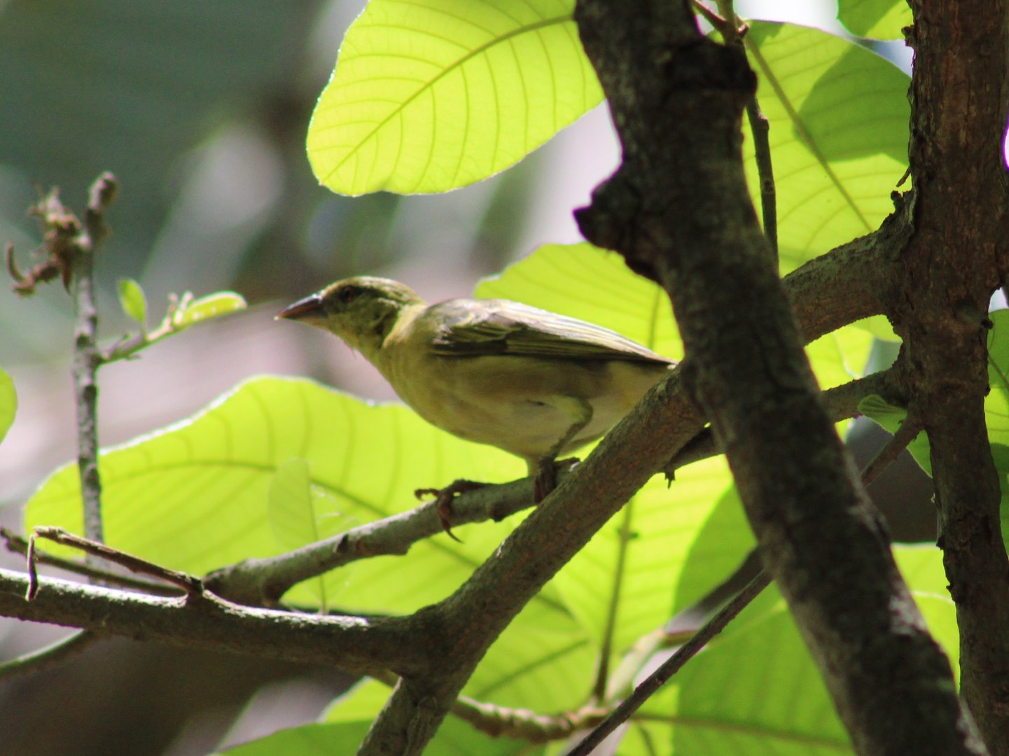 Village weaver - female