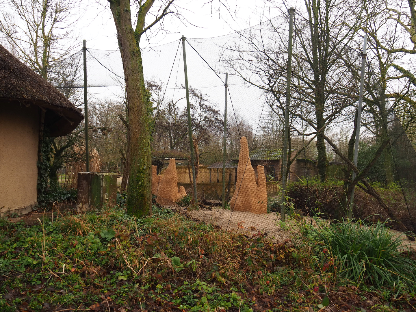 Village weaver, Golden-breasted starling and Vulturine guineafowl aviary, 2020-01-11