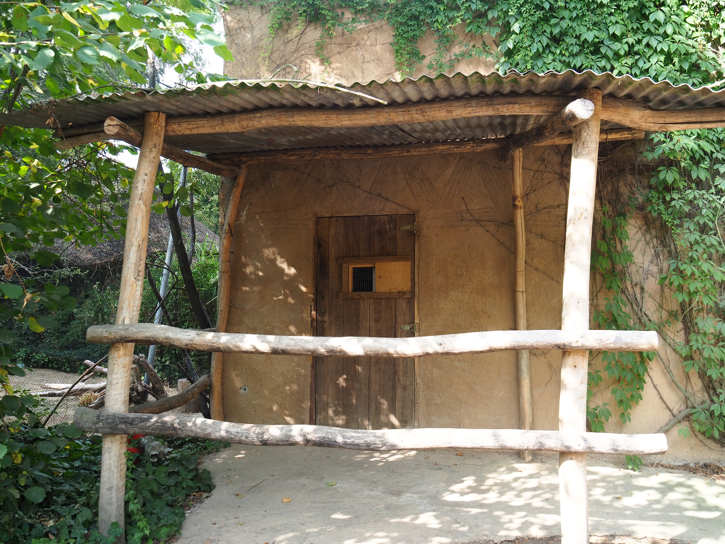 Village weaver, Golden-breasted starling, Green woodhoopoe and Congo peafowl house, 2020-08-15