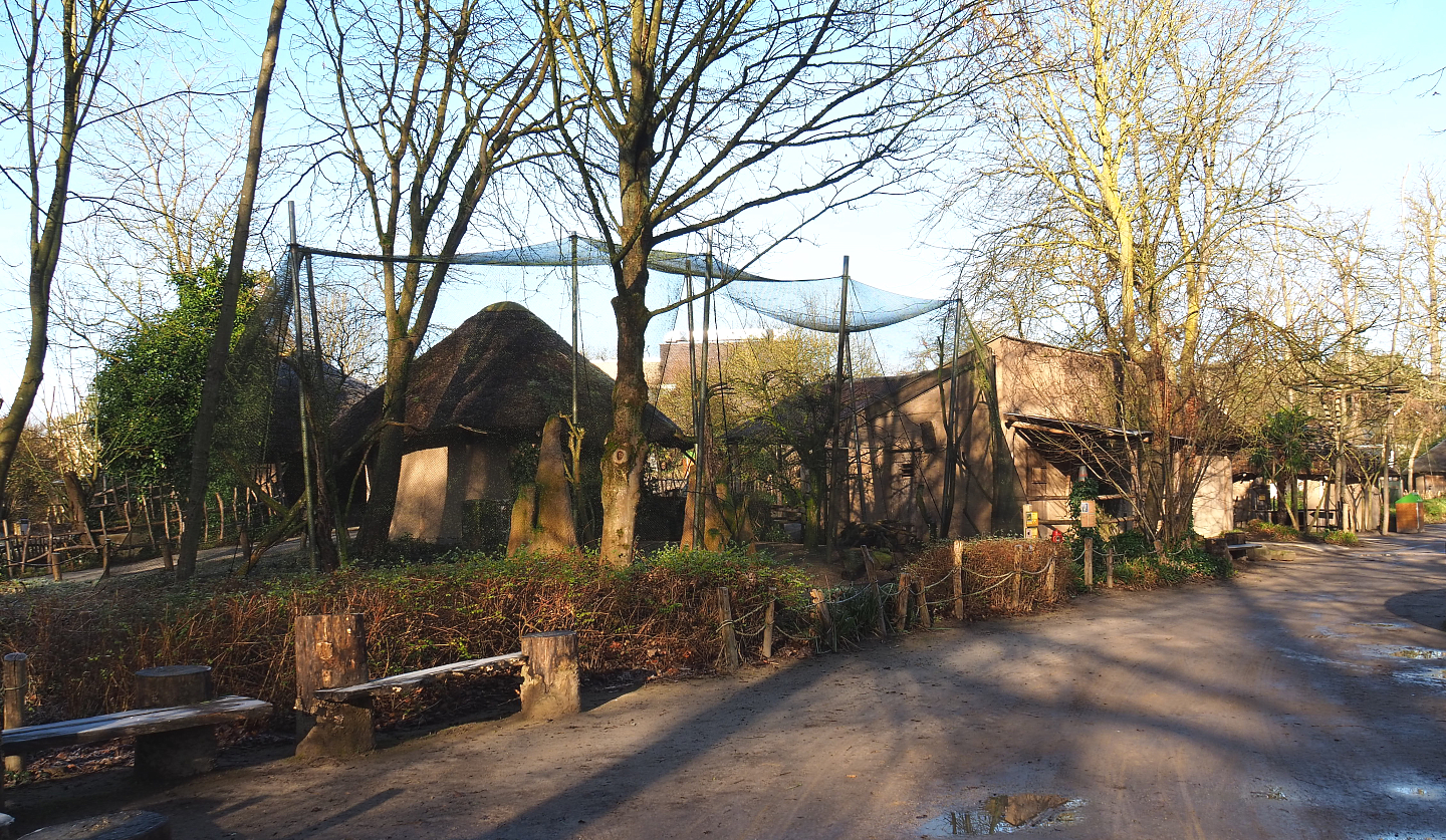 Village weaver, Golden-breasted starling, Green woodhoopoe and Vulturine guineafowl aviary, 2022-02-12