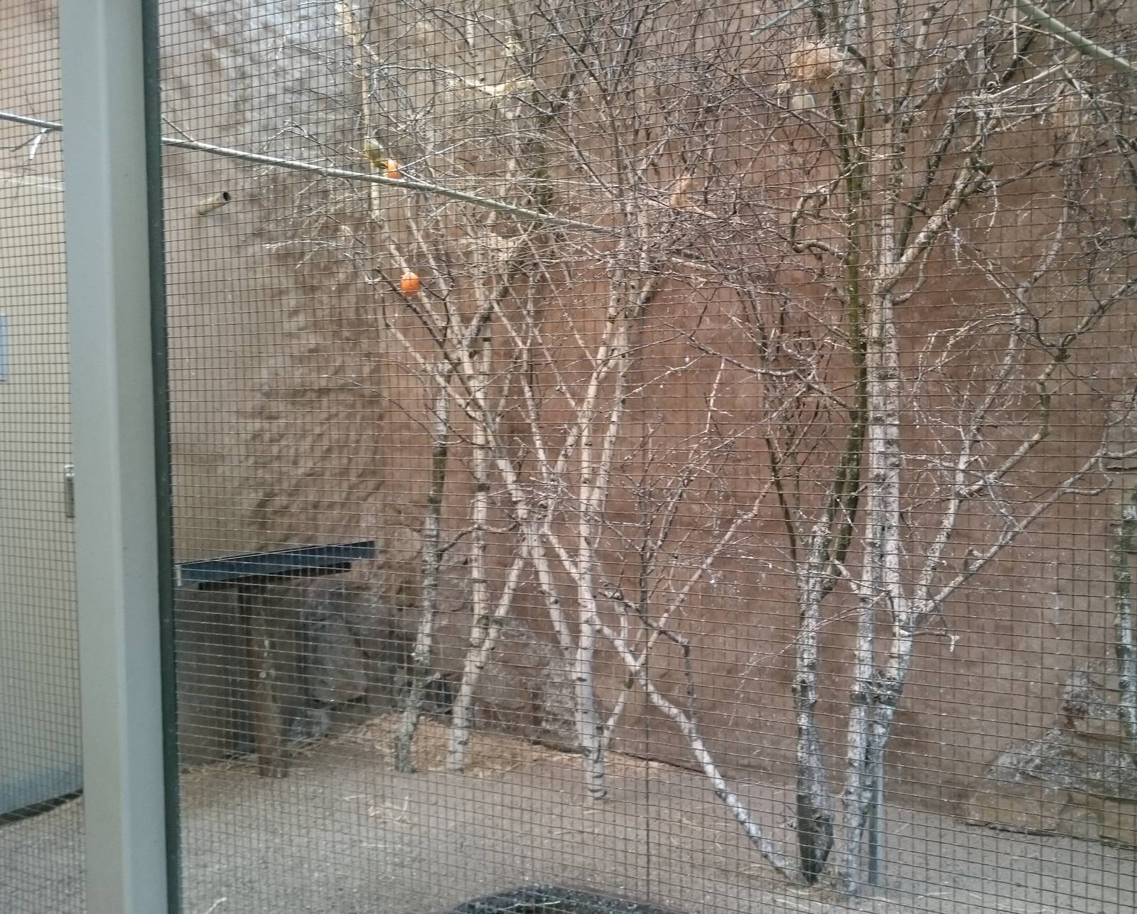 Village weaver indoor aviary