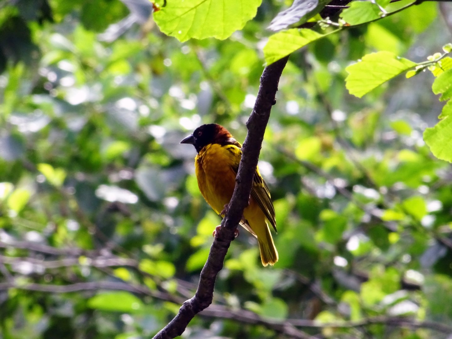 Village Weaver, July 2019