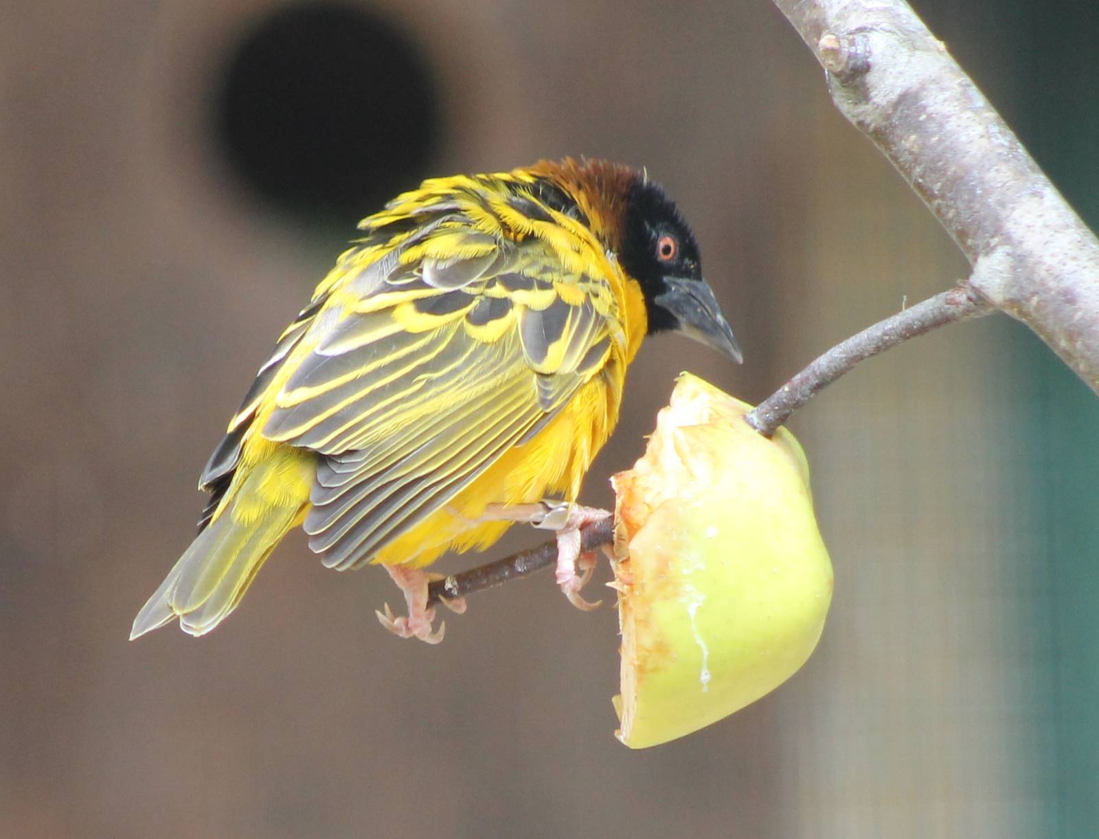 Village weaver male