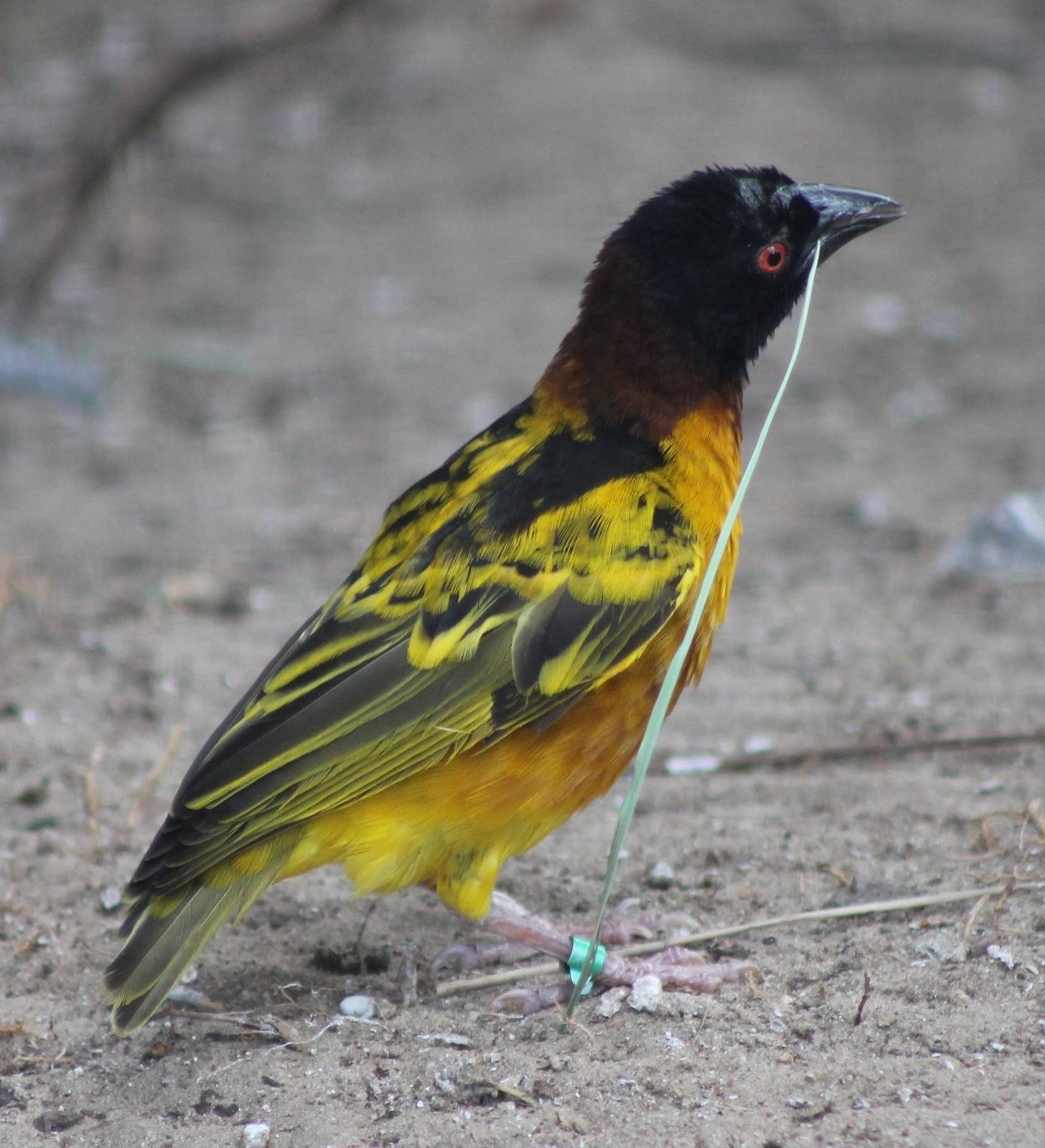 Village weaver male