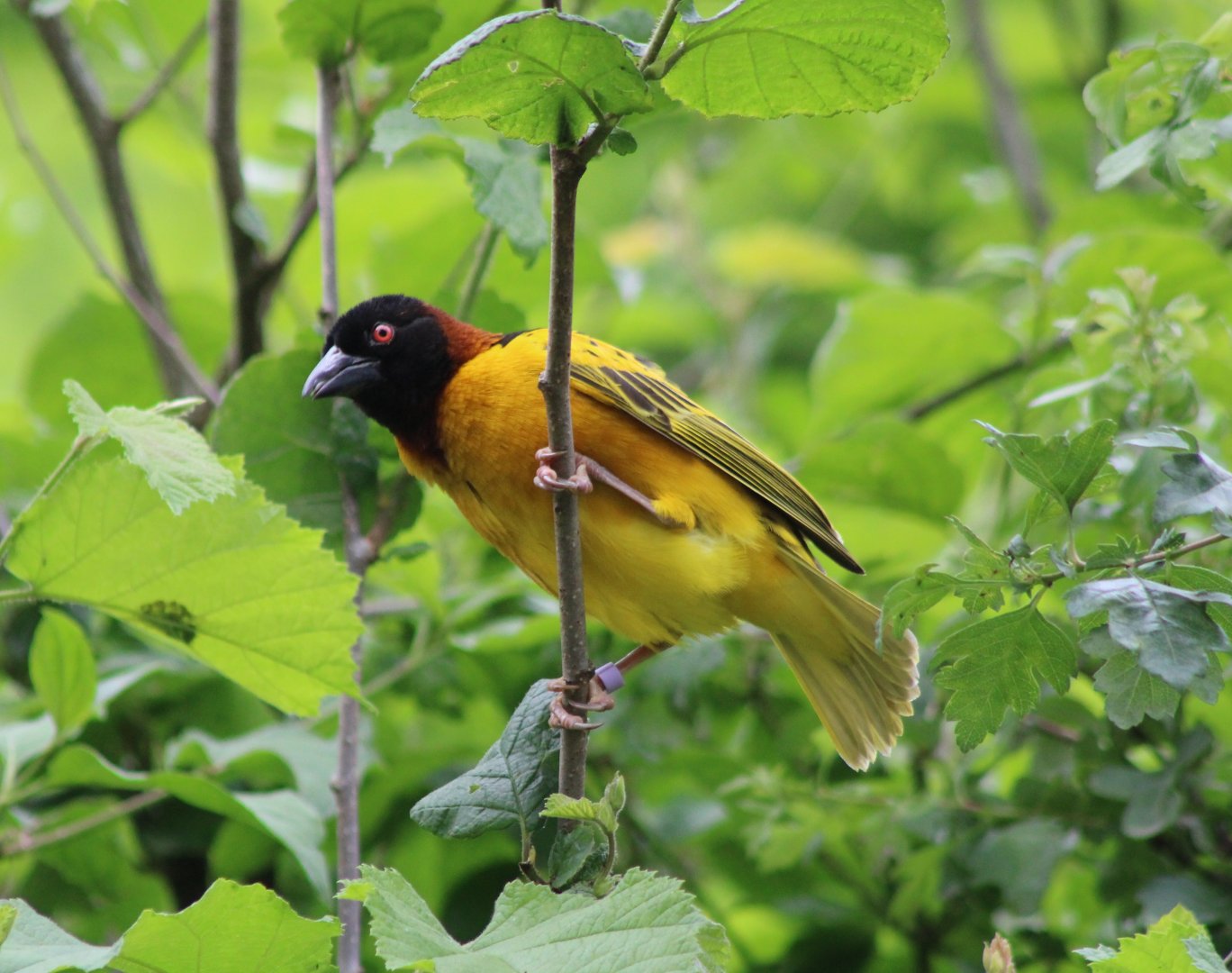 Village weaver - male