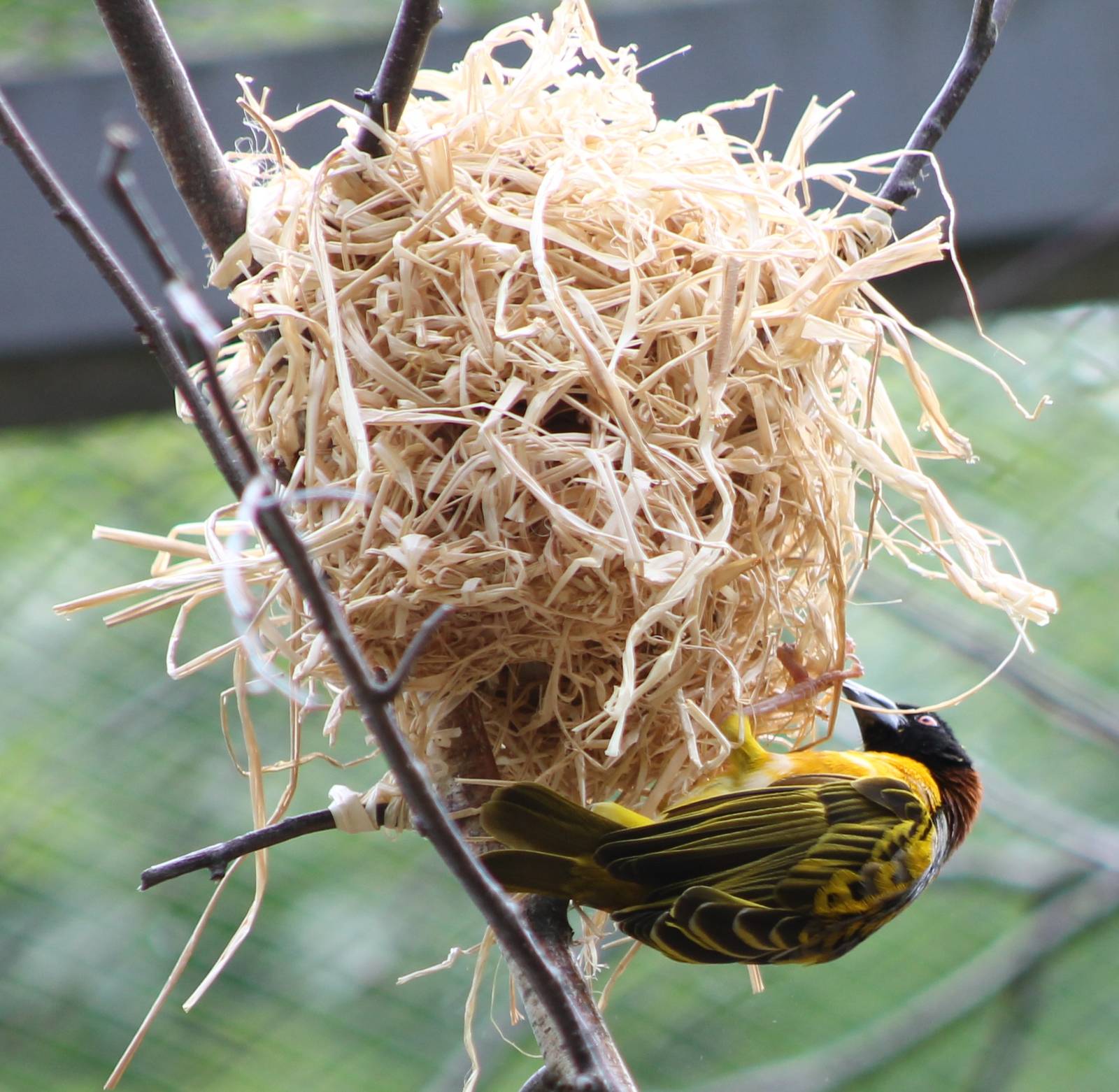 Village weaver nest construction