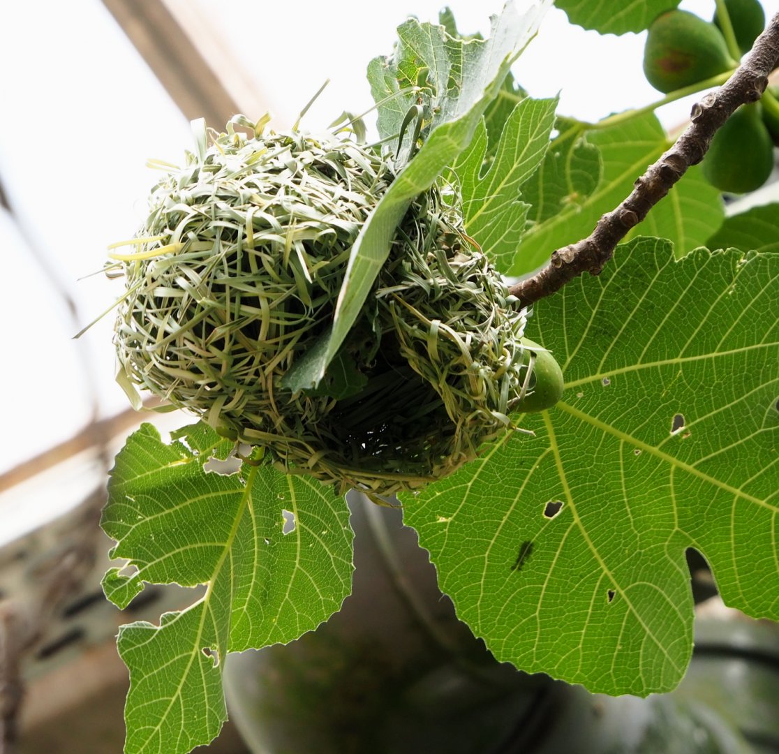 Village weaver nest in the tropical hall, 2021-06-15