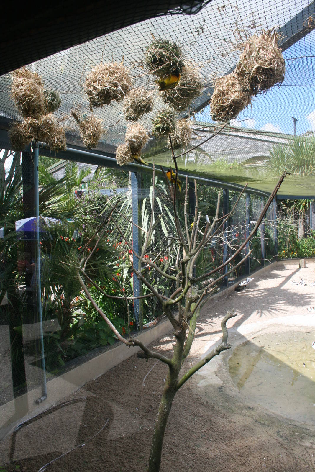 Village Weaver Nesting Area Entrance Aviary