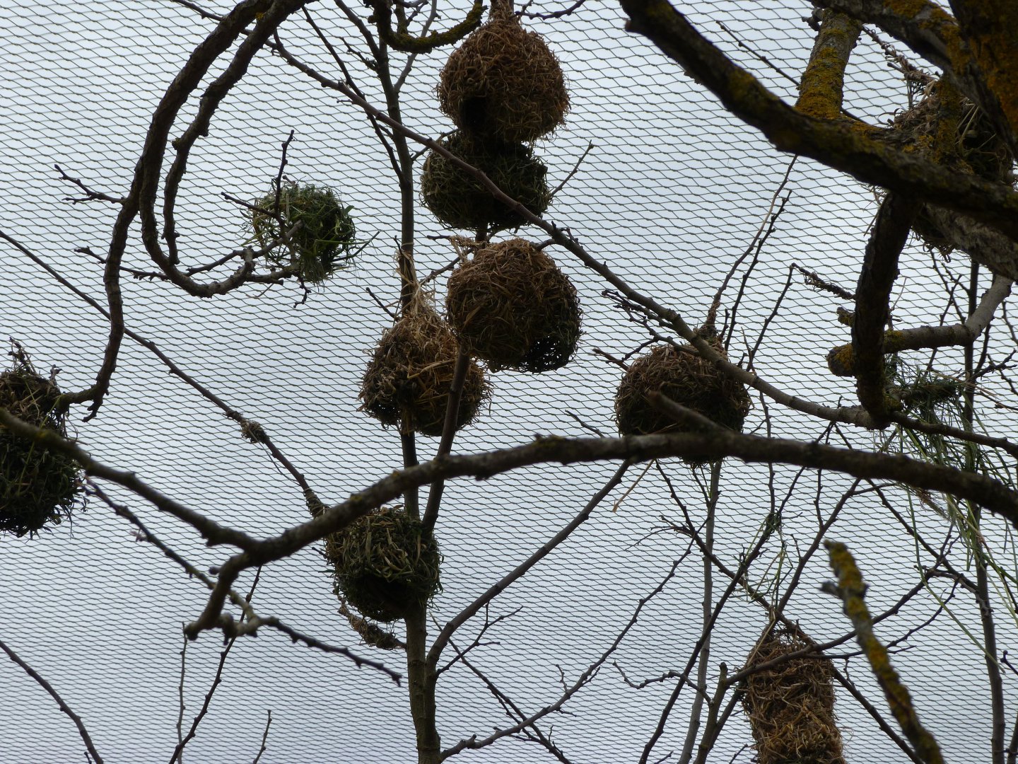 Village weaver nests -Bioparc de Doué la Fontaine (2025)