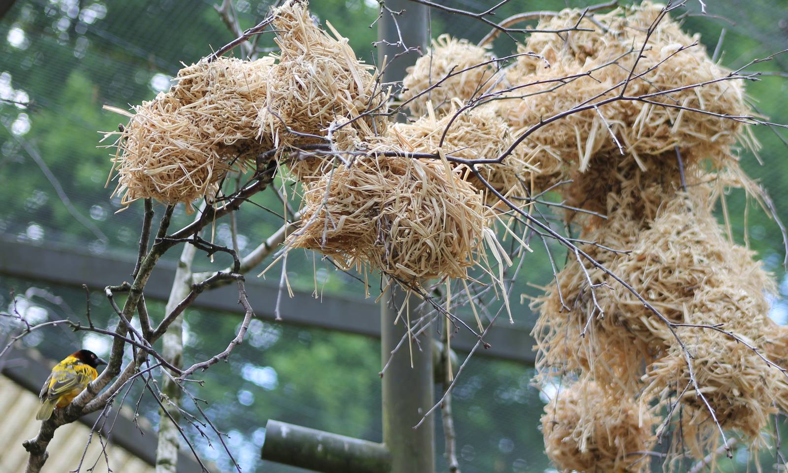 Village weaver nests