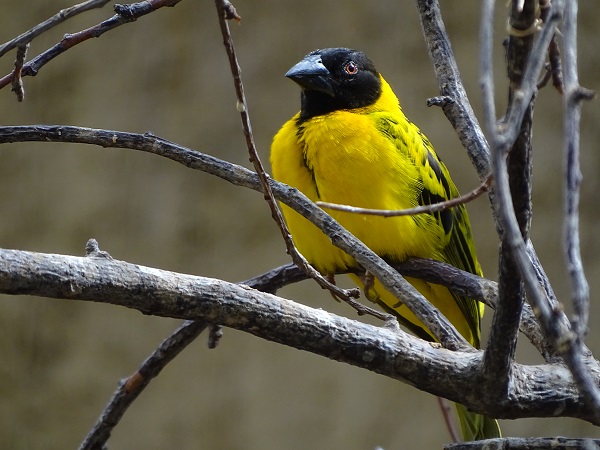 Village weaver (Ploceus cucullatus) (07/22)
