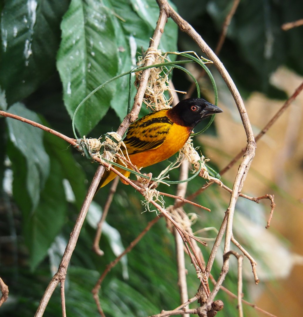 Village weaver (Ploceus cucullatus), 2019-09-15