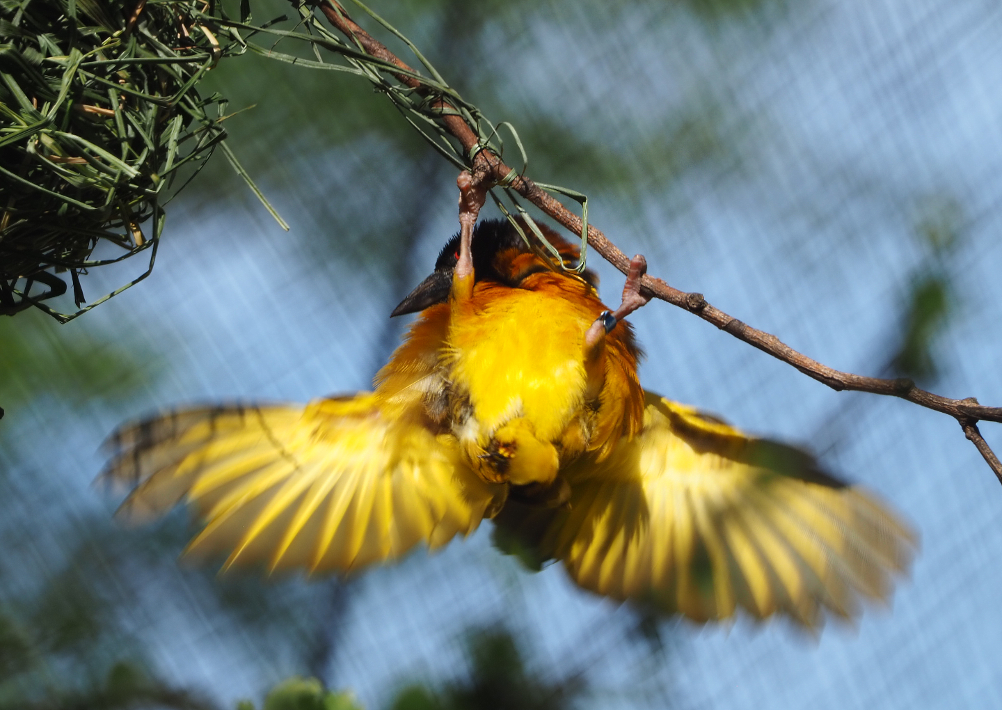 Village weaver (Ploceus cucullatus), 2020-06-12