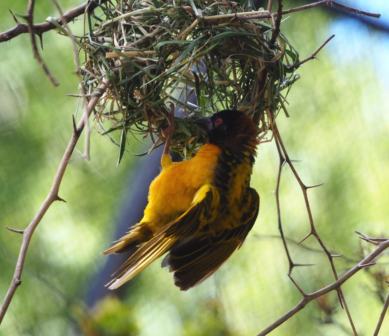 Village weaver (Ploceus cucullatus), 2020-06-28