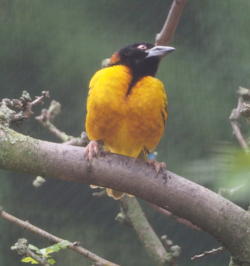 Village weaver (Ploceus cucullatus), 2020-07-14