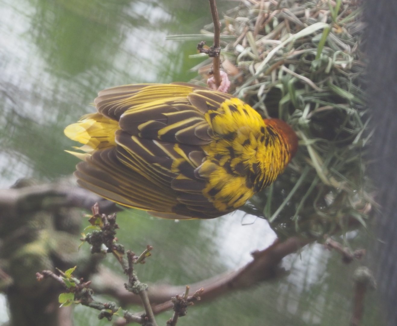 Village weaver (Ploceus cucullatus), 2020-07-14