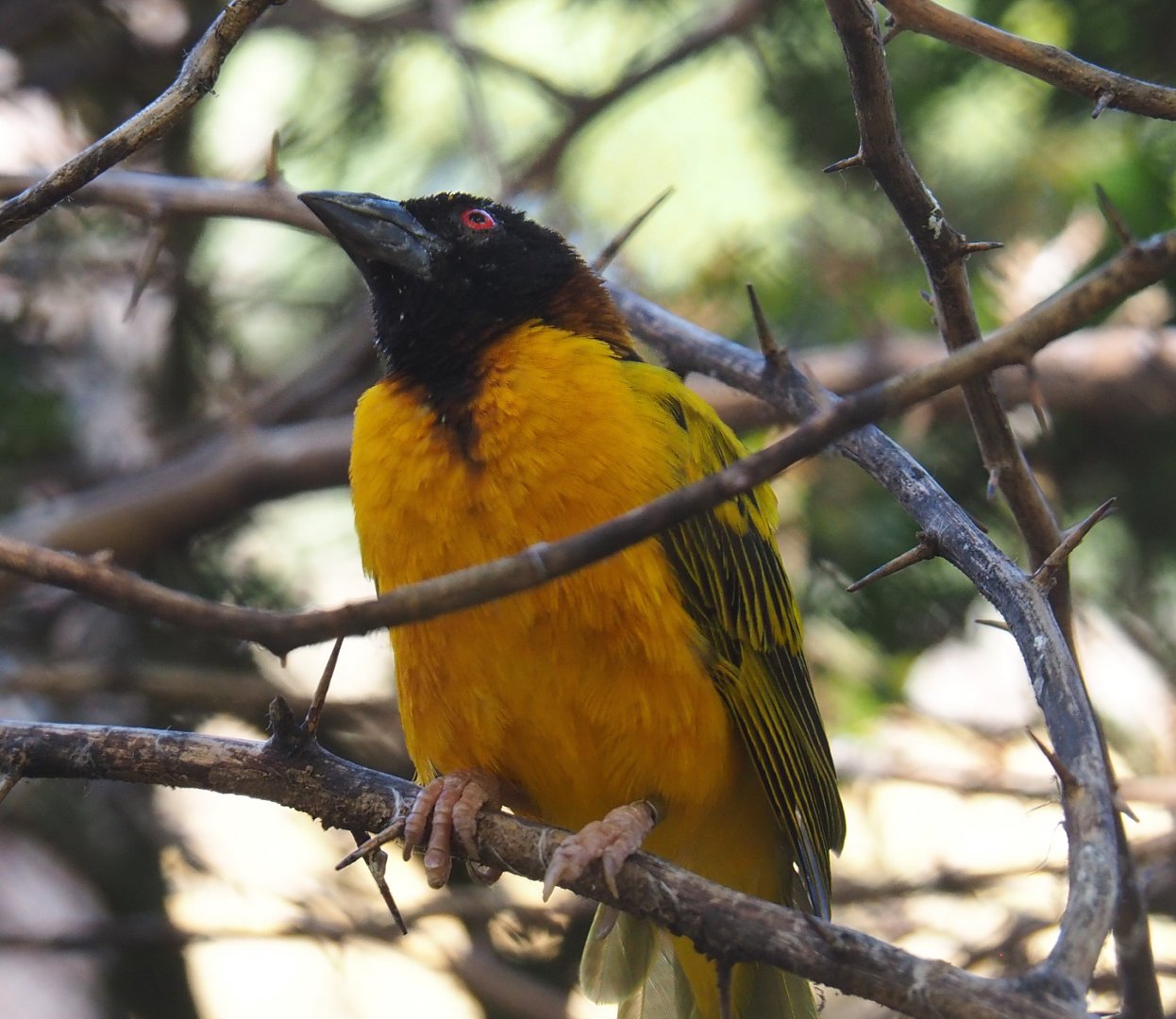 Village weaver (Ploceus cucullatus), 2020-09-20